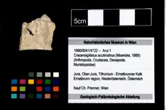 Foto (Objekt + Etikett) von Cracensigillatus acutirostrus (Moericke, 1889)  (NHMW-GEO-1990-0041-4722)